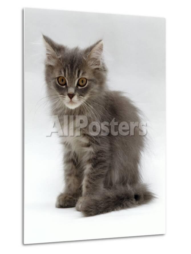 Domestic Cat 10 Week Grey Tabby Persian Cross Kitten