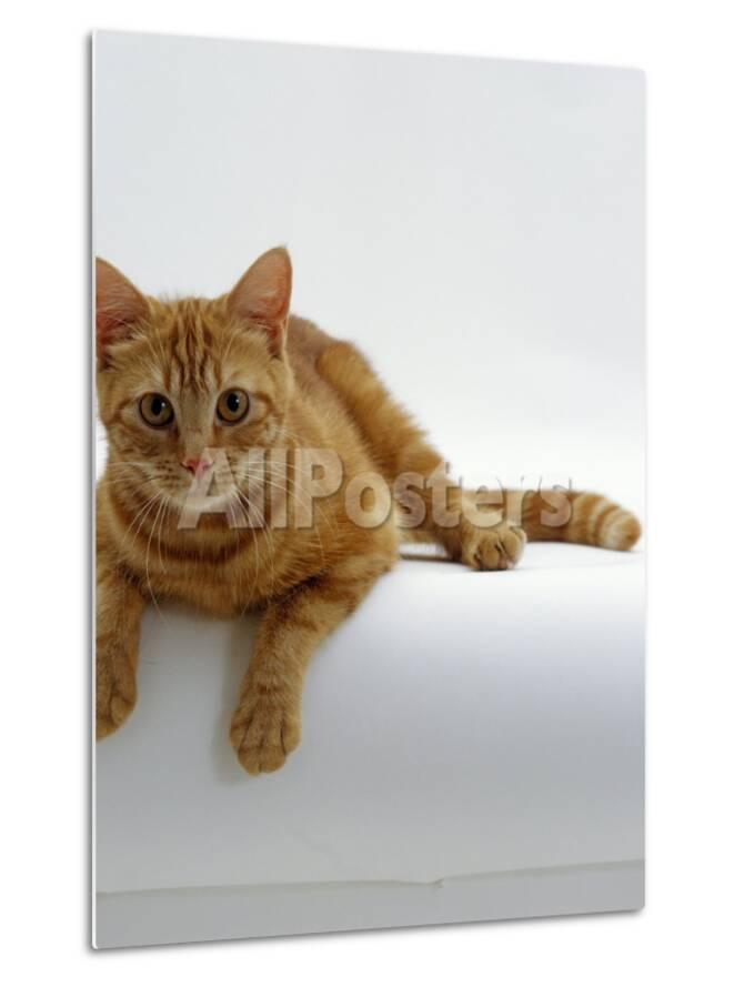 Domestic Cat British Shorthair Red Tabby Female Photographic