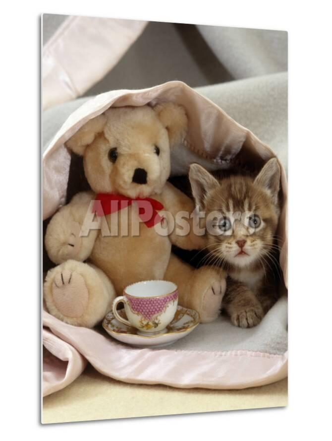 domestic cat brown ticked tabby kitten under blanket with teddy