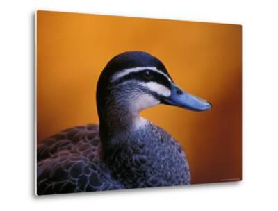 Pacific Black Duck Portrait Against A Background Of An Orange