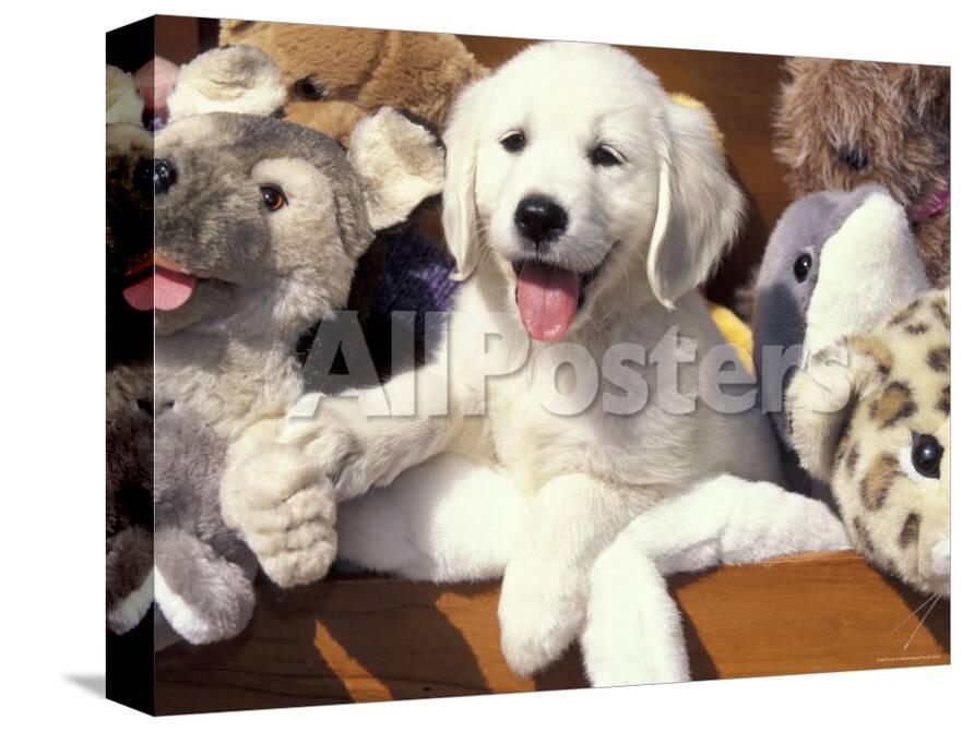 Golden Retriever Puppy With Toys Photographic Print By Lynn M Stone At Allposters Com