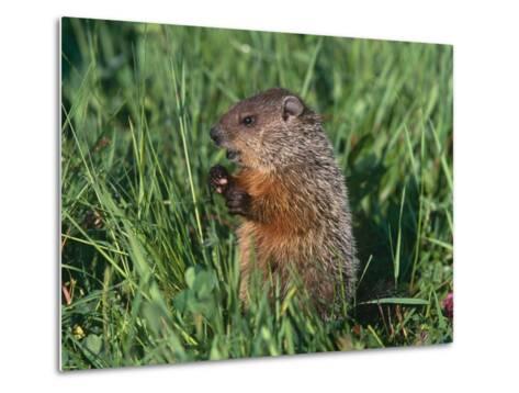Woodchuck Minnesota Usa Photographic Print By Lynn M Stone At