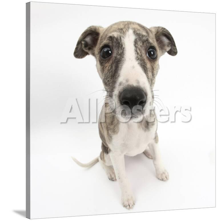 Brindle And White Whippet Puppy 9 Weeks Photographic Print By