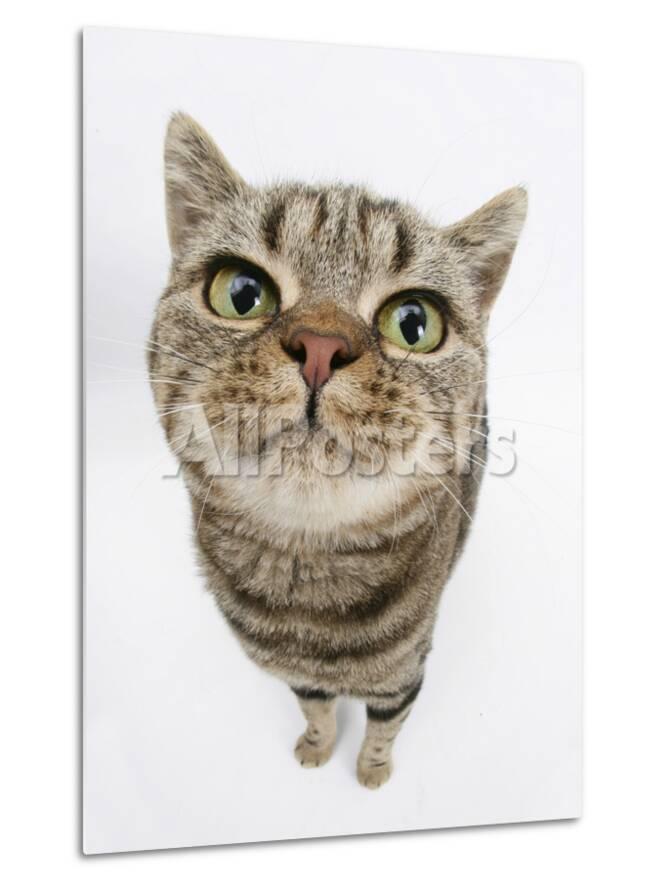 British Shorthair Brown Spotted Cat Tiger Lily Looking Up