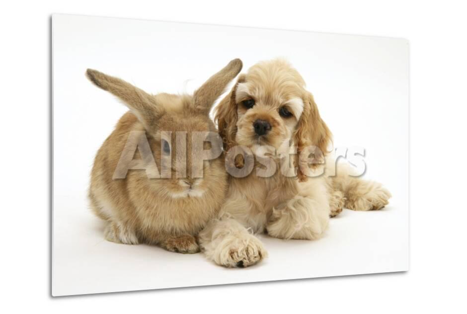 buff american cocker spaniel puppy china 10 weeks lying beside