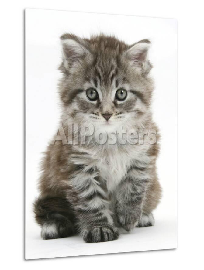 Maine Coon Kitten Goliath Photographic Print By Mark Taylor At