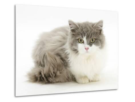 Ragdoll X British Shorthair Kitten 12 Weeks Photographic Print By