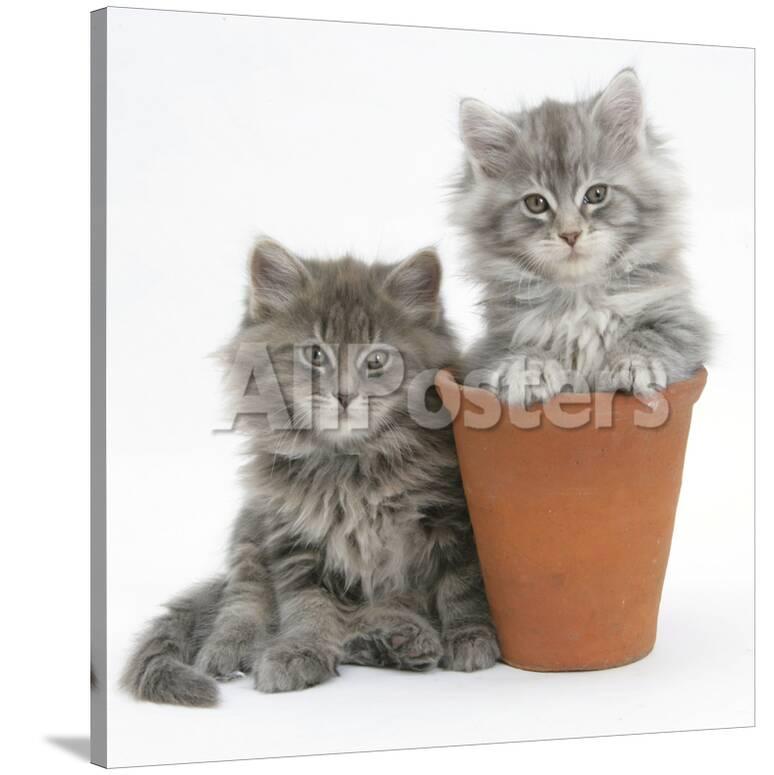 Two Maine Coon Kittens Playing In A Terracotta Flowerpot