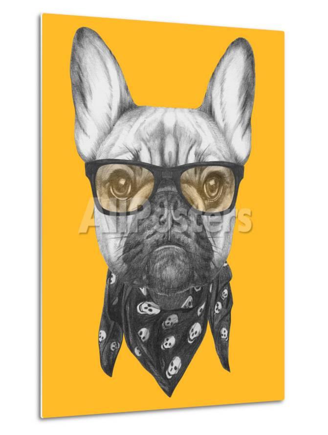 portrait of french bulldog