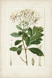 Antique Turpin Botanical III-0 Turpin-Mounted Art Print