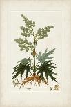 Antique Turpin Botanical IX-0 Turpin-Stretched Canvas