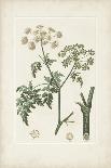 Antique Turpin Botanical III-0 Turpin-Mounted Art Print