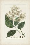 Antique Turpin Botanical IX-0 Turpin-Art Print