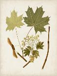 Antique Sepia Botanicals III-0 Unknown-Art Print