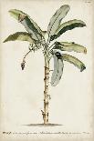 Antique Sepia Botanicals III-0 Unknown-Art Print