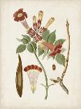 Antique Sepia Botanicals III-0 Unknown-Art Print