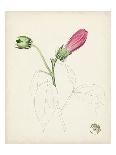 Watercolor Botanical Sketches X-0 Unknown-Art Print