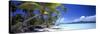 0130 Tropical Paradise-Doug Cavanah-Stretched Canvas