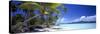0130 Tropical Paradise-Doug Cavanah-Stretched Canvas
