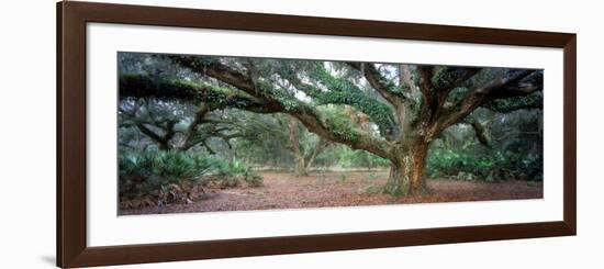 0247 Branching Out-Doug Cavanah-Framed Giclee Print