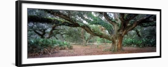 0247 Branching Out-Doug Cavanah-Framed Giclee Print