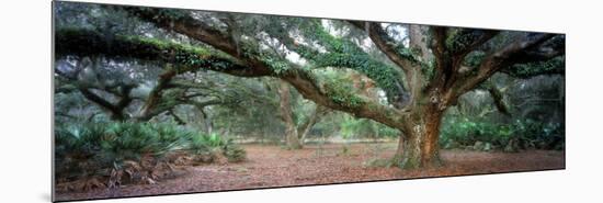 0247 Branching Out-Doug Cavanah-Mounted Giclee Print