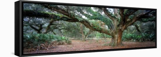 0247 Branching Out-Doug Cavanah-Framed Stretched Canvas