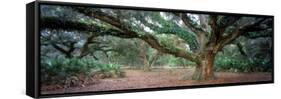 0247 Branching Out-Doug Cavanah-Framed Stretched Canvas