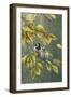 0851 Sparrows In Rain-Jeremy Paul-Framed Giclee Print