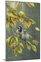 0851 Sparrows In Rain-Jeremy Paul-Mounted Giclee Print