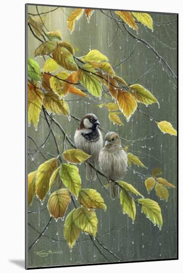 0851 Sparrows In Rain-Jeremy Paul-Mounted Giclee Print