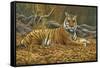 0868 Bengal Tiger-Jeremy Paul-Framed Stretched Canvas