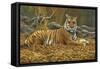 0868 Bengal Tiger-Jeremy Paul-Framed Stretched Canvas