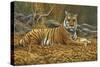 0868 Bengal Tiger-Jeremy Paul-Stretched Canvas