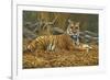 0868 Bengal Tiger-Jeremy Paul-Framed Giclee Print