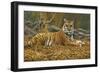 0868 Bengal Tiger-Jeremy Paul-Framed Giclee Print