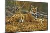 0868 Bengal Tiger-Jeremy Paul-Mounted Giclee Print