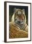 0872 Sumatran Tiger-Jeremy Paul-Framed Giclee Print