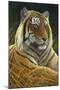 0872 Sumatran Tiger-Jeremy Paul-Mounted Giclee Print