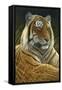 0872 Sumatran Tiger-Jeremy Paul-Framed Stretched Canvas