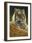 0872 Sumatran Tiger-Jeremy Paul-Framed Giclee Print