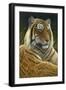 0872 Sumatran Tiger-Jeremy Paul-Framed Giclee Print