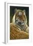 0872 Sumatran Tiger-Jeremy Paul-Framed Giclee Print