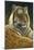 0872 Sumatran Tiger-Jeremy Paul-Mounted Giclee Print