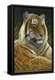 0872 Sumatran Tiger-Jeremy Paul-Framed Stretched Canvas