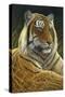 0872 Sumatran Tiger-Jeremy Paul-Stretched Canvas