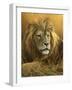 0908 Evening Glow  Lion-Jeremy Paul-Framed Giclee Print