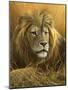 0908 Evening Glow  Lion-Jeremy Paul-Mounted Giclee Print