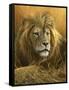 0908 Evening Glow  Lion-Jeremy Paul-Framed Stretched Canvas