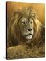 0908 Evening Glow  Lion-Jeremy Paul-Stretched Canvas